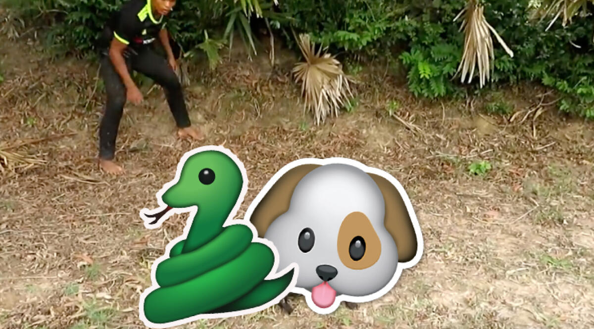 Cani mangiati dai serpenti? Non credo - 
